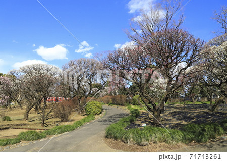 川口市立グリーンセンター 梅園 埼玉県川口市新井宿 川口市立グリーンセンター 梅園 埼玉県川口市新井宿 74743261