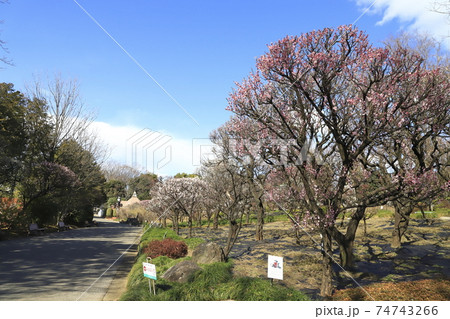 川口市立グリーンセンター　梅園　埼玉県川口市新井宿 74743266
