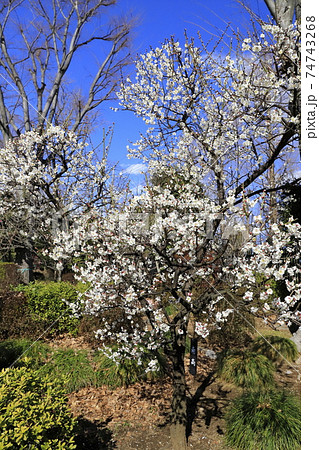川口市立グリーンセンター 梅園 埼玉県川口市新井宿 川口市立グリーンセンター 梅園 埼玉県川口市新井宿 74743268