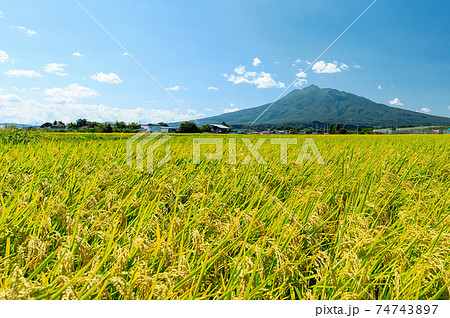 【青森県岩木山麓】岩木山と刈り取り直前の水田の風景 74743897