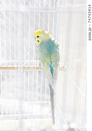 セキセイインコ　コンパニオンバード　リラックス 74743914