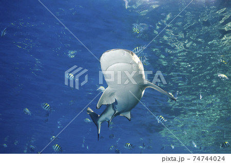 Blacktip Reef Shark, Carcharhinus melanopterus 74744024