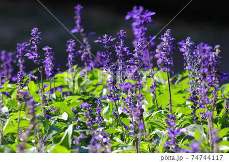blue salvia flower in the garden blue salvia flower in the garden 74744117