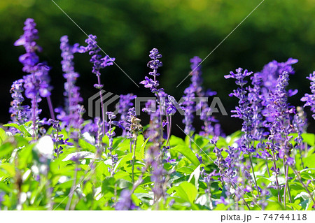 blue salvia flower in the garden 74744118