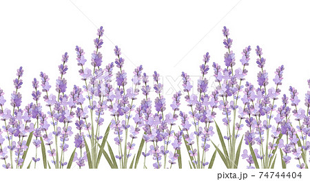 Lavender Field Watercolor Illustration Stock Illustration