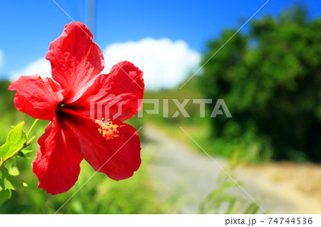 沖縄 野に咲く赤いハイビスカスの写真素材