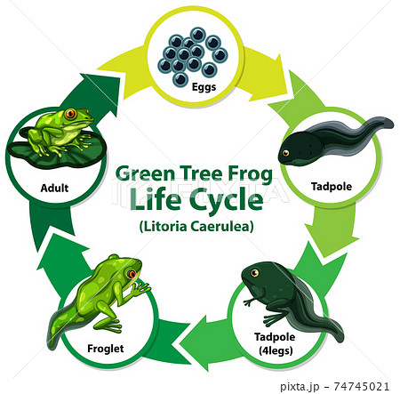 Diagram showing life cycle of Frog 74745021