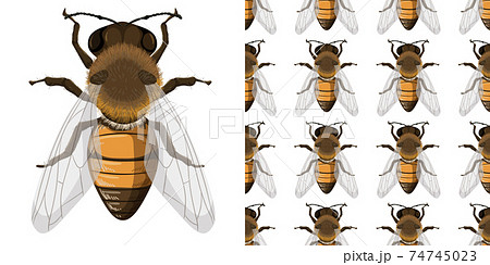Honey bee and seemless background 74745023