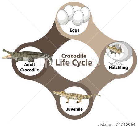 Crocodile Life Cycle Diagram 74745064