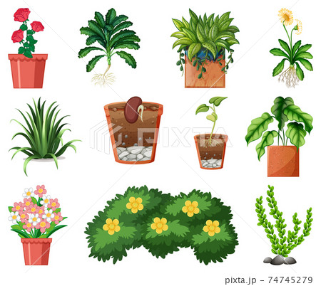 Set of different plants in pots isolated on white background 74745279