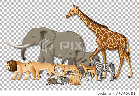 Group of wild African animals on transparent background Group of wild African animals on transparent background 74745681