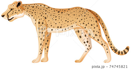 Adult leopard in standing position on white background Adult leopard in standing position on white background 74745821