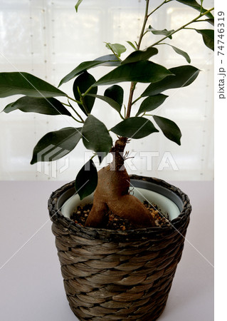 観葉植物　ガジュマル 74746319