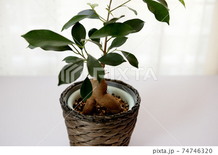 観葉植物　ガジュマル 74746320