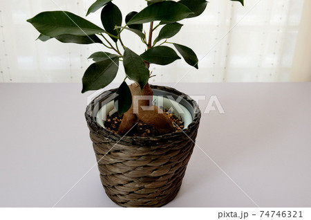 観葉植物　ガジュマル 74746321