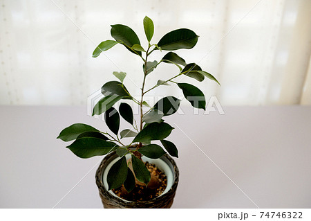 観葉植物　ガジュマル 74746322