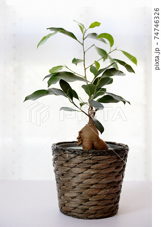 観葉植物　ガジュマル 74746326