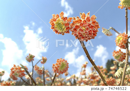 ジンチョウゲ 74746522