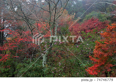 色とりどりに染まる紅葉(岩屋堂公園 愛知県 瀬戸市 岩屋町) 色とりどりに染まる紅葉(岩屋堂公園 愛知県 瀬戸市 岩屋町) 74746779