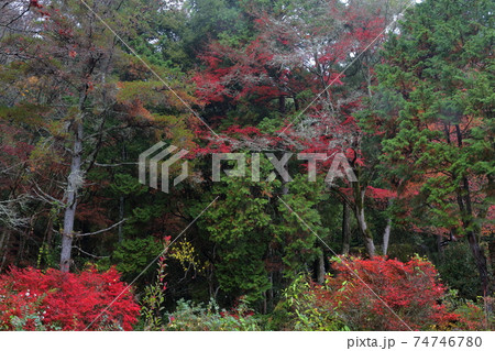 色とりどりに染まる紅葉（岩屋堂公園　愛知県 瀬戸市 岩屋町） 74746780