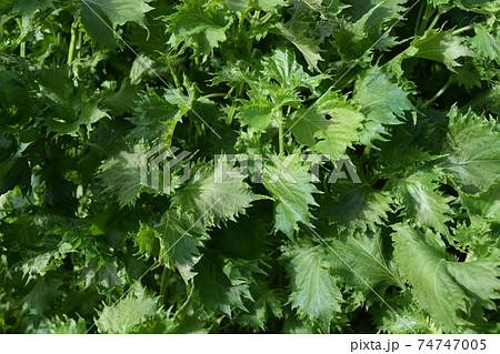 シソ畑 葉物野菜 74747005