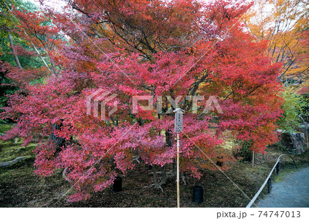 きれいな紅葉の宝厳院 74747013