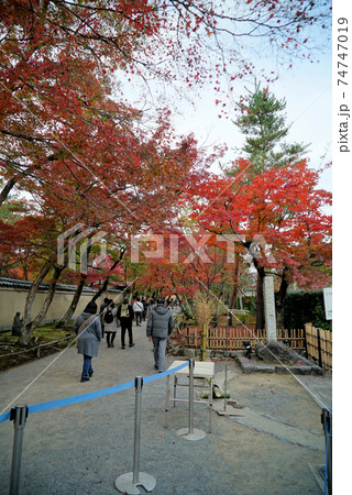 きれいな紅葉の宝厳院 74747019