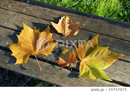 アメリカスズカケノキの落ち葉 アメリカスズカケノキの落ち葉 74747075