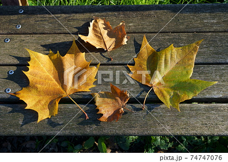 アメリカスズカケノキの落ち葉 アメリカスズカケノキの落ち葉 74747076