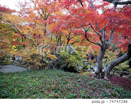 きれいな紅葉の宝厳院 きれいな紅葉の宝厳院 74747286
