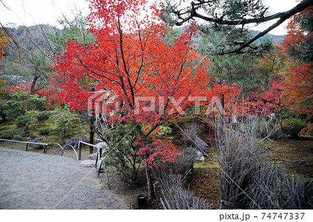 きれいな紅葉の宝厳院 74747337