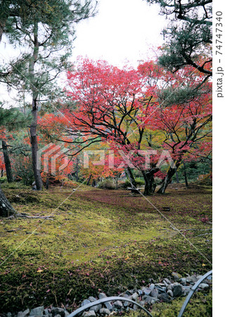 きれいな紅葉の宝厳院 74747340