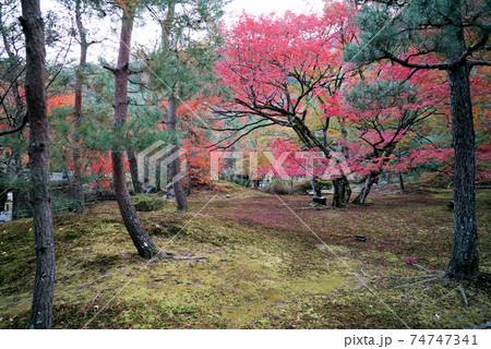 きれいな紅葉の宝厳院 74747341