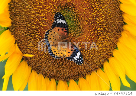 ひまわりとチョウ　sunflower and butterfly 74747514
