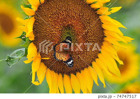 ひまわりとチョウ sunflower and butterfly ひまわりとチョウ sunflower and butterfly 74747517