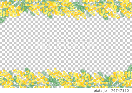 ミモザの花　フレーム 74747550