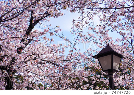【熊本県】熊本城下の桜並木 【熊本県】熊本城下の桜並木 74747720