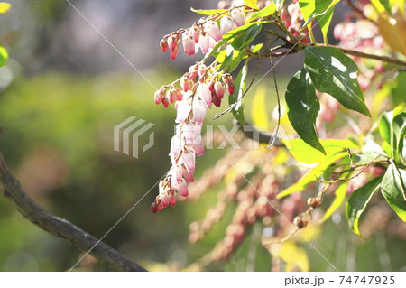 馬酔木（あせび）　春の花 74747925