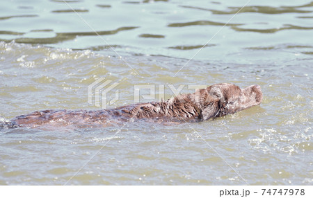 Dog breed Labrador Retriever on a walk by the river Dog breed Labrador Retriever on a walk by the river 74747978
