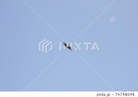 The bird returns to the nest With the moon beside The bird returns to the nest With the moon beside 74748048