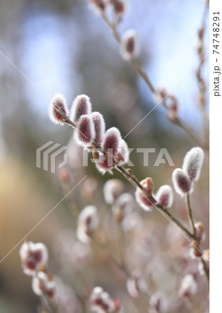 春の風景 猫柳(ねこやなぎ) 春の風景 猫柳(ねこやなぎ) 74748291