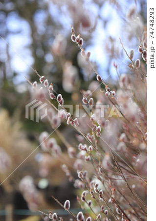 春の風景　猫柳（ねこやなぎ） 74748293