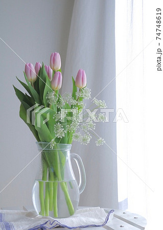 ガラスの花瓶に挿したチューリップとホワイトレースフラワー ガラスの花瓶に挿したチューリップとホワイトレースフラワー 74748619