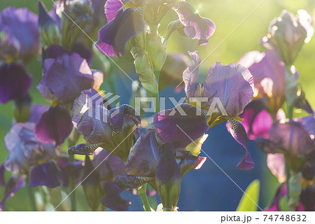 Beautiful blooming purple iris against the sunlight 74748632