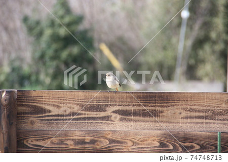 ポツンと 74748713