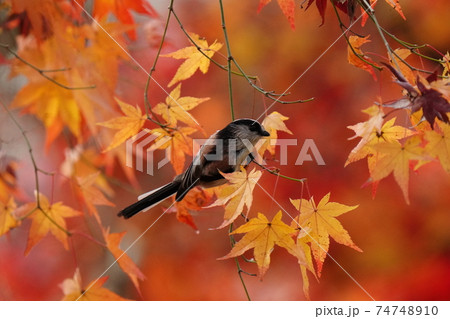 綺麗に紅葉したモミジをバックに可愛いエナガが紅葉狩り 綺麗に紅葉したモミジをバックに可愛いエナガが紅葉狩り 74748910