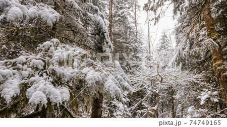 Beautiful Hiking Trail in the Forest 74749165