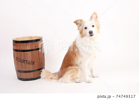 木樽とイエローのボーダーコリー 74749317