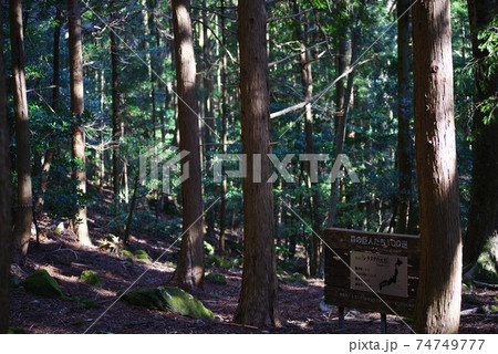 伊豆 シラヌタの大杉 伊豆 シラヌタの大杉 74749777