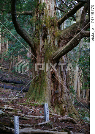 伊豆　シラヌタの大杉  74749779